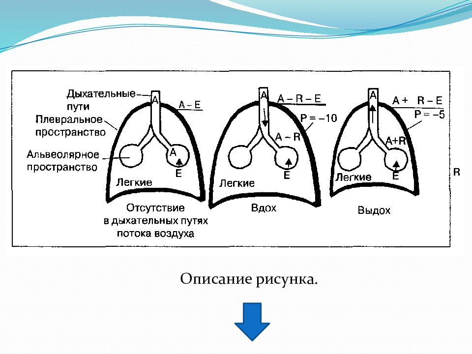 Дыхательные тесты легких. Физиология дыхания. Физиология дыхательных путей. Физиология дыхания презентация.