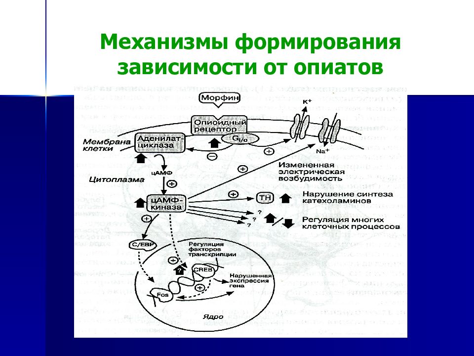 Патогенез алкоголизма схема