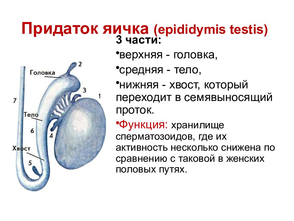 Схема строения яичка