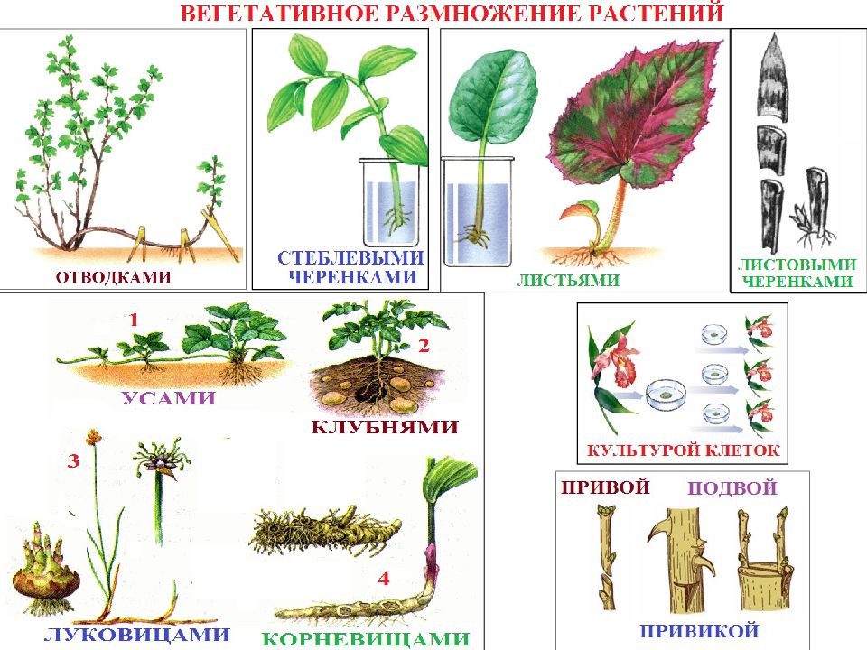 Жизнедеятельность растений