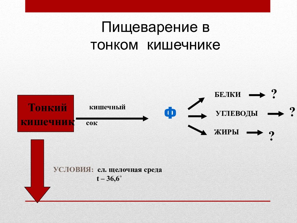 Переваривание белков жиров углеводов. Пищеварение в тонкой кишке жиров белков и углеводов. Щелочная среда в тонком кишечнике. Пищеварение в кишечнике. Барьерная роль печени. Сок белки жиры углеводы.