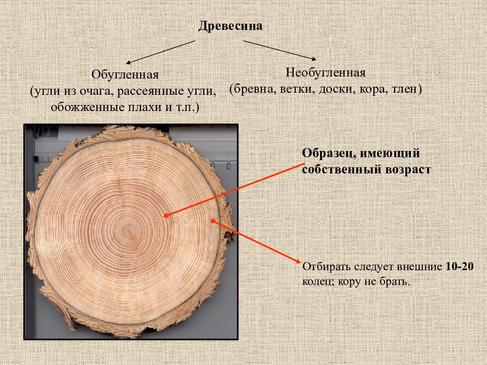 Ядро древесины. Рассеяннососудистая древесина. Рассеянно сосудистая древесина. Кольцесосудистая древесина. Методы датирования древесины.