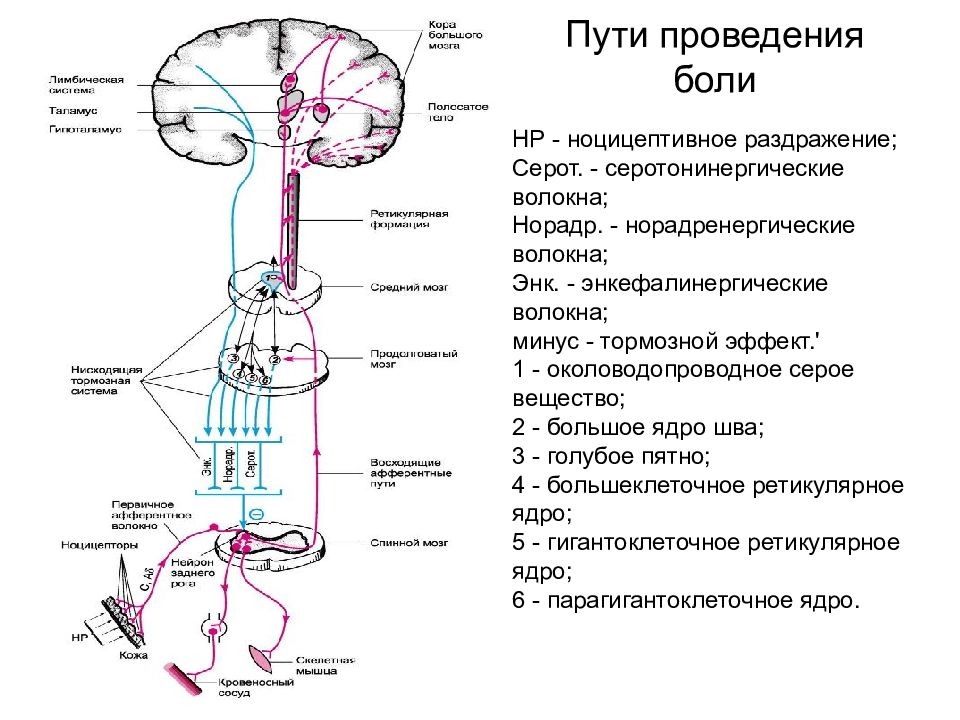 Основные механизмы боли схема