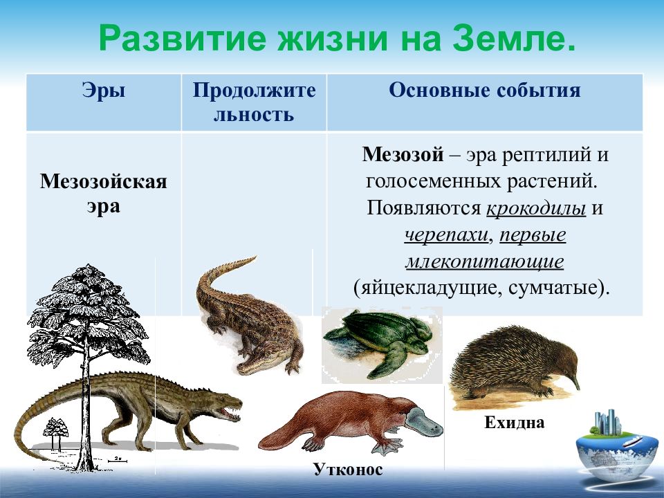 Происхождение и развитие жизни на земле 9 класс презентация