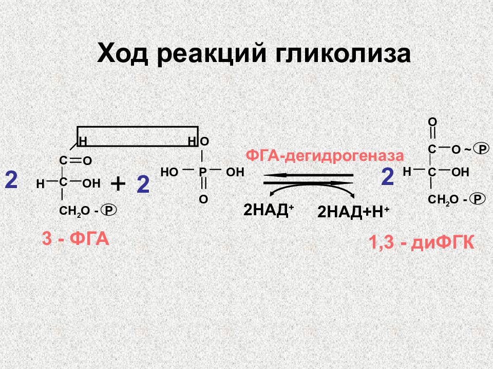 Обмен хода. Гликолиз 3фга дегидрогеназа. Гликолиз реакции. Ход реакций гликолиза. Окислительная реакция гликолиза.