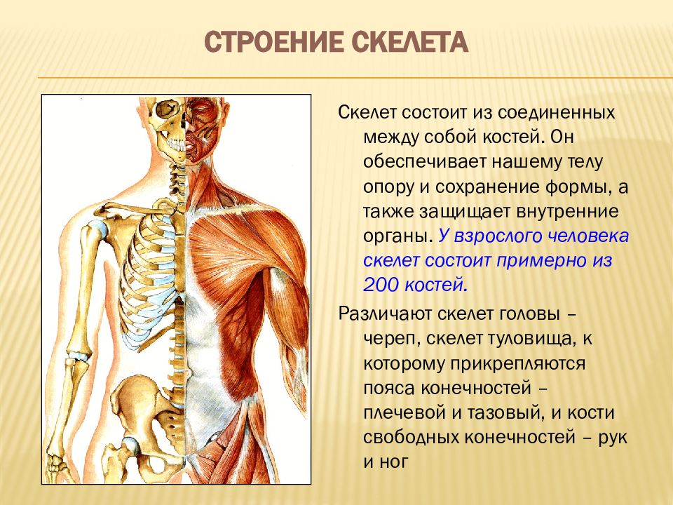 Костная система презентация