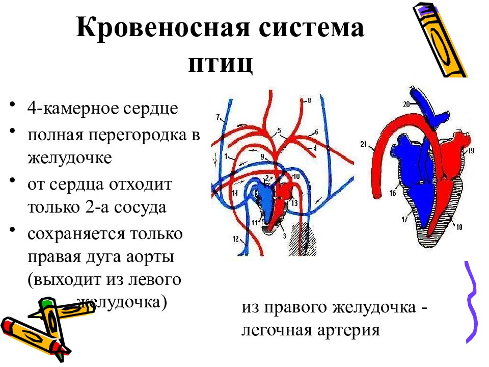 Правая дуга аорты у млекопитающих