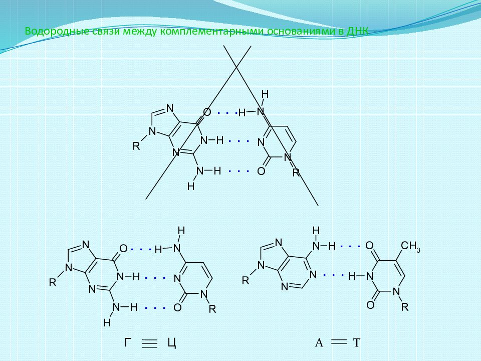 Водородные связи в ДНК. Кол во водородных связей в ДНК. Водородные связи между Гц. Белково пептидные гормоны.