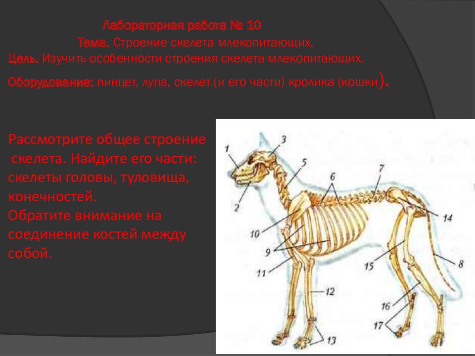 Презентация скелет млекопитающих 7 класс