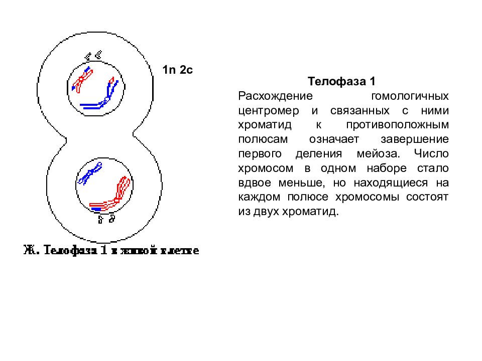 Набор хромосом в телофазе мейоза 1