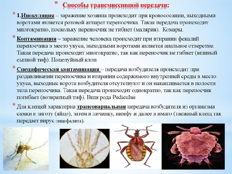 Презентация возбудители трансмиссивных инфекций