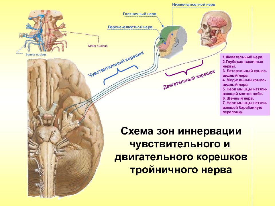 Презентация анатомия тройничного нерва