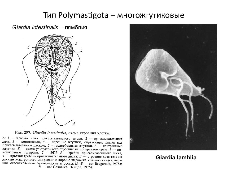 Кишечная лямблия презентация