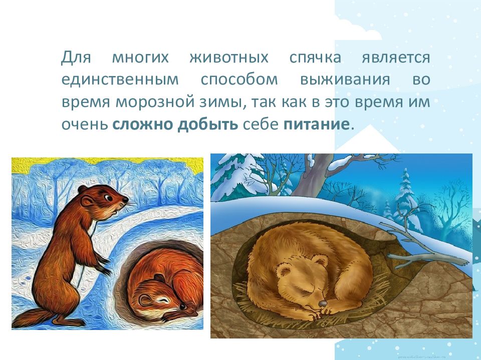 Зимняя спячка является явлением живой природы. Животные в спячке. Животные впадающие в спячку. Животные в спячке зимой для детей. Звери в спячке зимой.