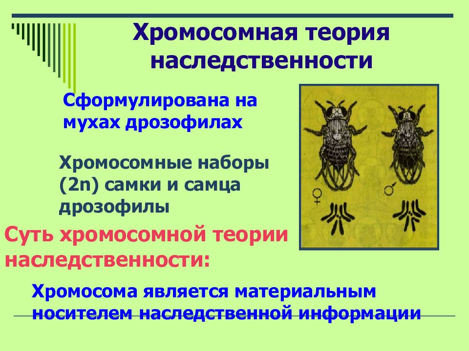 Хромосомная теория моргана кратко