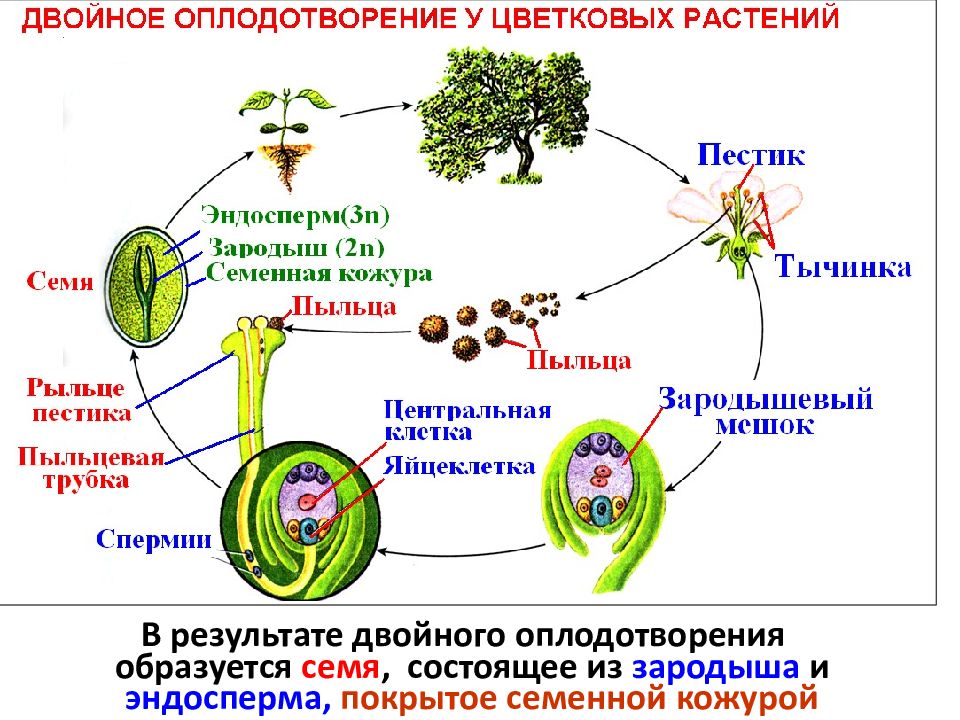 Как называется процесс жизнедеятельности растений 6 класс. Схема процесса двойного оплодотворения цветковых растений. Двойное оплодотворение у цветковых растений таблица. Процесс оплодотворения у цветковых растений. Биология оплодотворение у цветковых растений.
