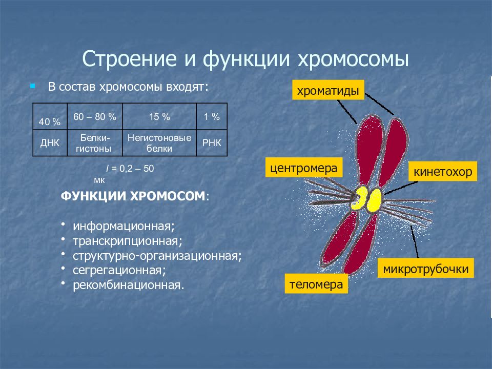 Хроматид в ядре. Хромосомы строение и функции. Структура и функции хромосом. Строение и функции хромосом человека. Хромосомы строение и функции таблица.
