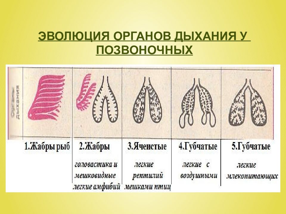 Эволюция дыхательной системы презентация 7 класс