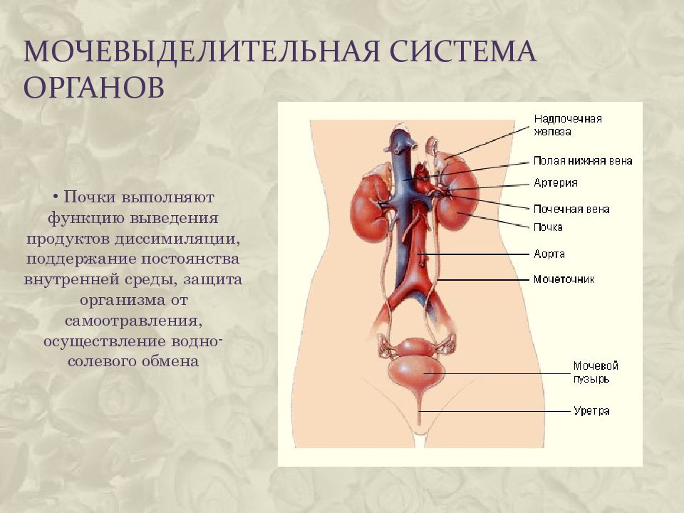 Где находятся почки у человека