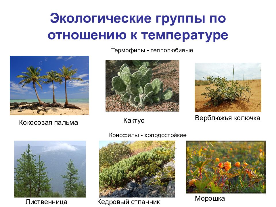 Какие есть экологические группы. Экологические группы. Группы растений по отношению к температуре. Теплолюбивые растения и холодостойкие растения. Растения по отношению к теплу.