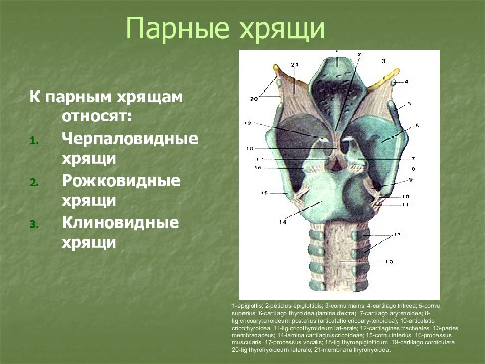 Составлена несколькими непарными и парными хрящами. Надгортанник и щитовидный хрящ. Черпаловидные хрящи. Непарные хрящи гортани. Щитовидный хрящ.