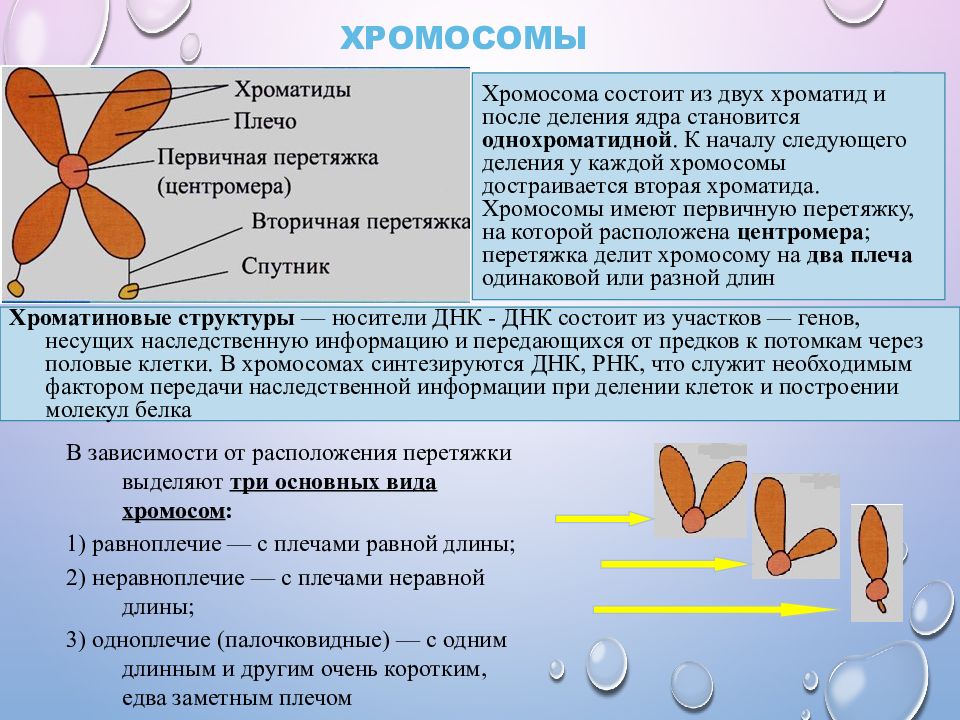 В хромосомы входят. Хромосома и хроматида. Хромосома из двух хроматид. Строение хромосомы хроматиды. Хромосомы состоят из 2 хроматид.