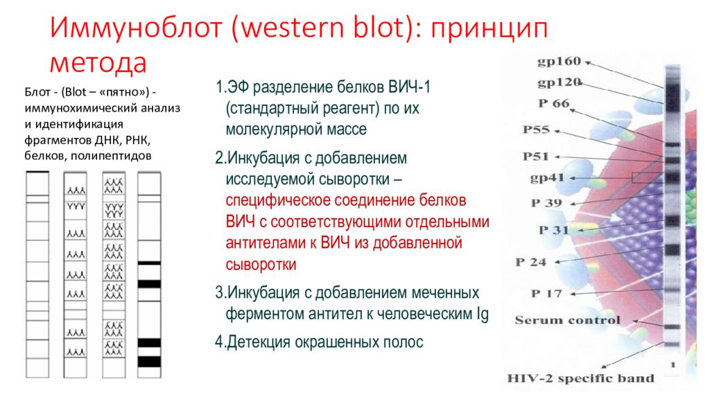 На изображении представлены результаты вестерн блоттинга. -Иммуноблот (иммунный блоттинг).. Антинуклеарные антитела иммуноблот. Иммуноблот антинуклеарных антител расшифровка. Иммунный блоттинг на ВИЧ.