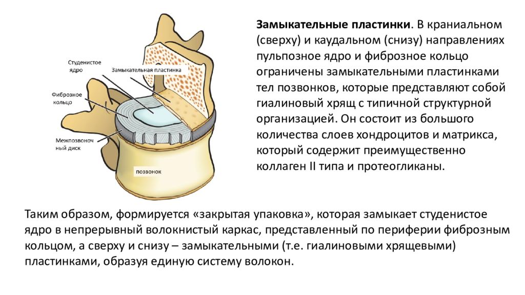 Частная анатомия