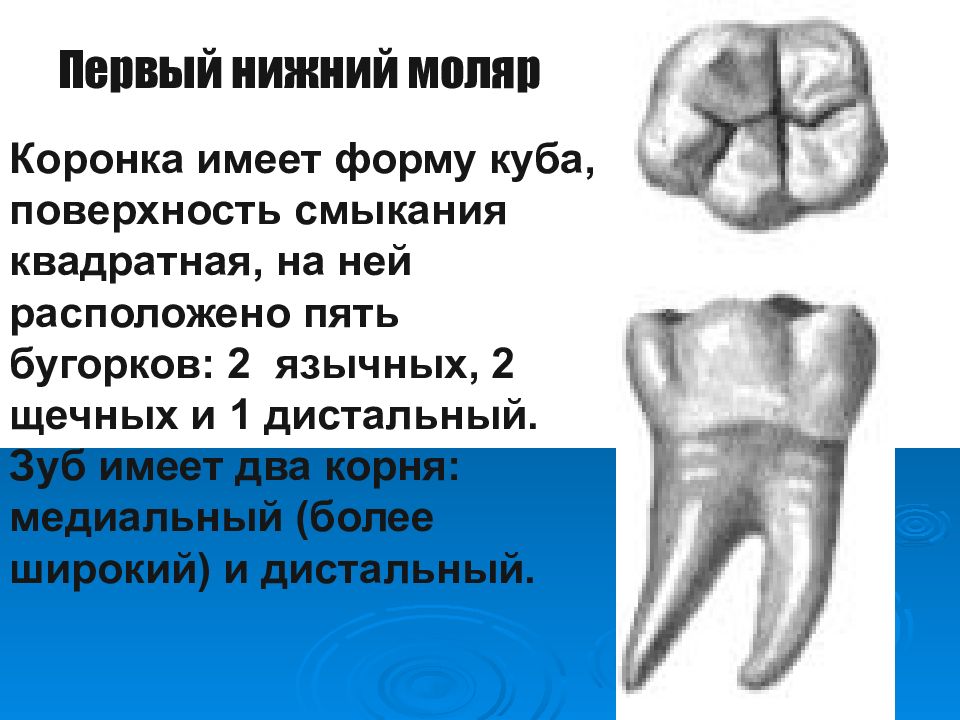 Первый моляр нижней челюсти. Первый моляр нижней челюсти Бушры. Первый моляр верхней челюсти анатомия 5 Бугров. 1 Нижний моляр анатомия.