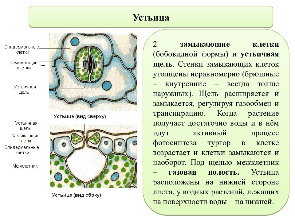 Какую функцию выполняет устьица у растений впр. Клетки устьиц. Строение устьица. Строение устьиц растений. Строение устьица листа.