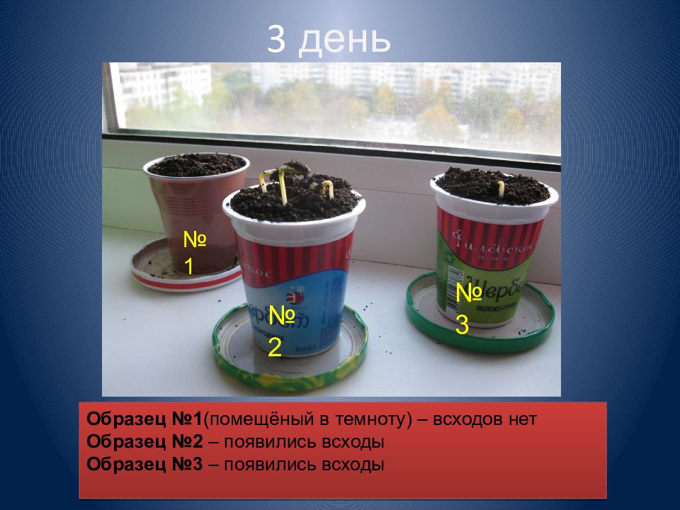 Проект влияние света на рост и развитие растений