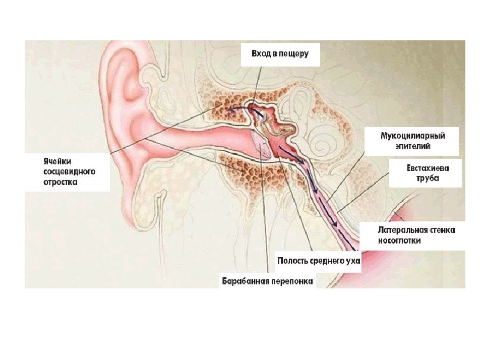Слизистая оболочка уха. Строение уха и евстахиевой трубы. Строение уха человека евстахиева труба. Евстахиева труба соединяет среднее. Евстахиева трубаанатосмия.