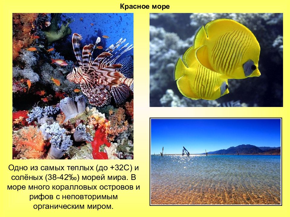 Красное море презентация