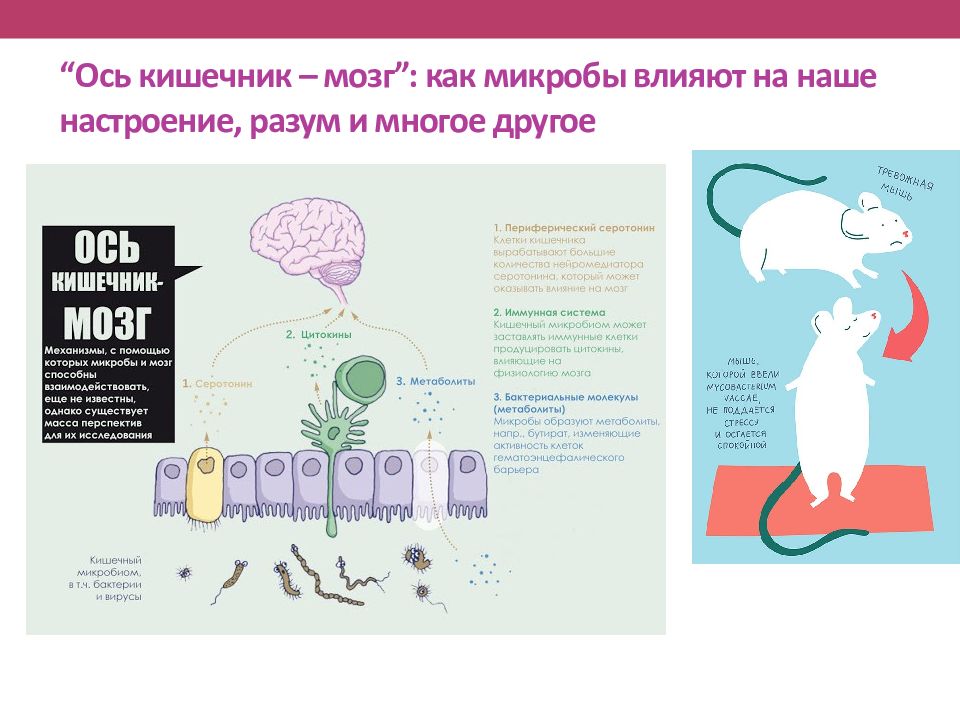 Микробиом человека презентация