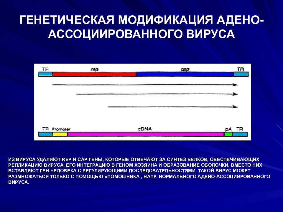 Хроники генной модификации. Генетическая модификация. Модификации генетика. Генетическая модификация поведения. Модифицированные генетические операторы.