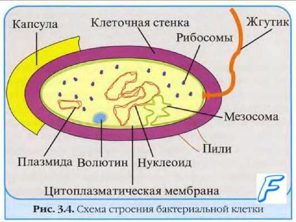 Строение бактериальной клетки рисунок с подписями биология