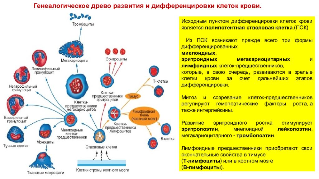 Деление клеток крови. Схема развития и дифференцировка клеток крови. Дифференцировка клеток крови. Дифференцировка стволовой клетки крови. Деление лейкоцитов митоз.
