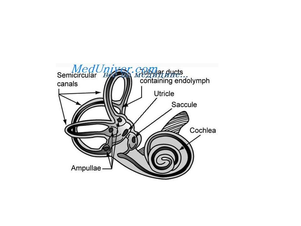 Работа вестибулярного аппарата биология 8 класс. Вестибулярный аппарат внутреннего уха строение. Вестибулярный анализатор строение. Вестибулярный анализатор внутреннего уха. Схема строения вестибулярного анализатора.