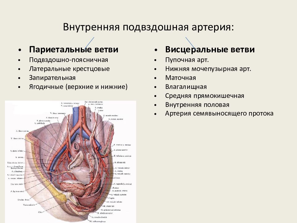 Наружная подвздошная артерия схема