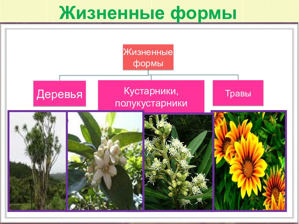 Презентация по биологии 6 класс семейства класса двудольные пономарева