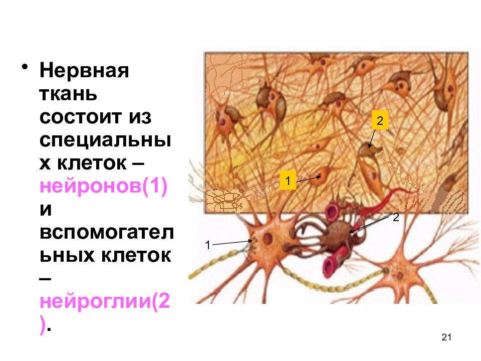 Нервные ткани человека рисунок