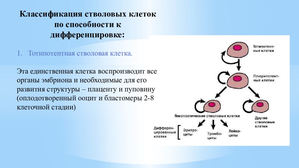 Деление стволовых клеток. Классификация дифференцировки клеток стволовых. Особенности эмбриональных стволовых клеток. Схема стволовых кроветворных клеток. Эмбриональные стволовые клетки характеристика.
