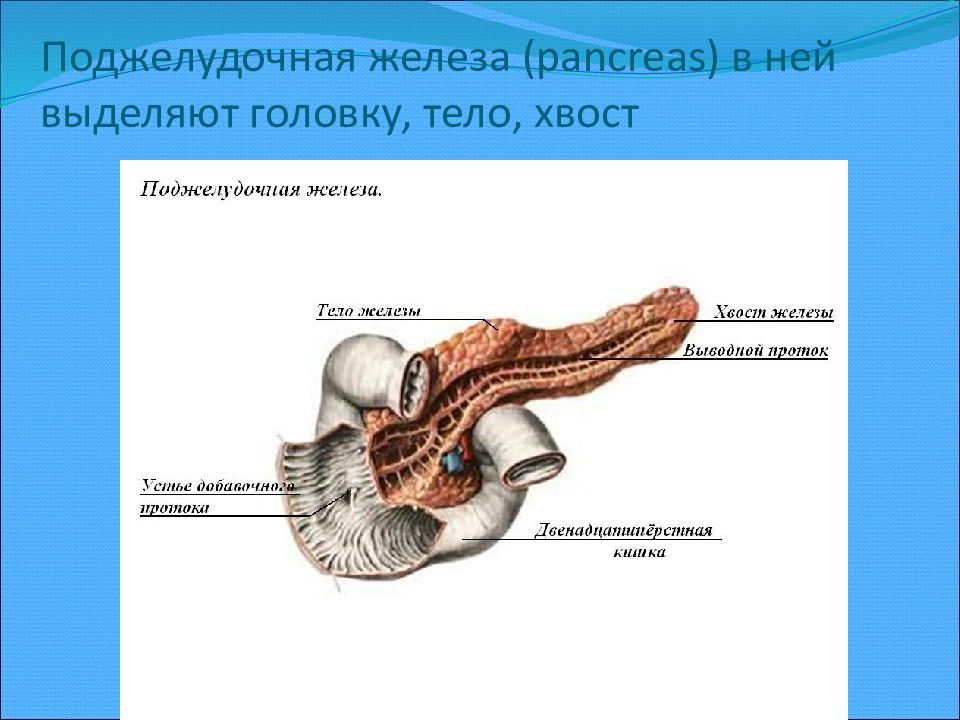 Увеличенная поджелудочная. Хвост поджелудочной железы. Головка тело и хвост поджелудочной. Головка поджелудочной железы. Поджелудочная железа головка тело хвост.