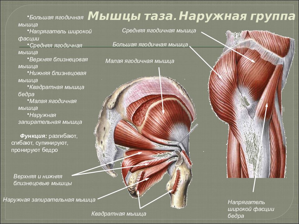 Приводящие латынь. Седалищная сумка большой ягодичной мышцы на латинском. Мышцы таза и нижних конечностей анатомия. Мышцы пояса нижней конечности латынь. Мышцы таза топографическая анатомия.