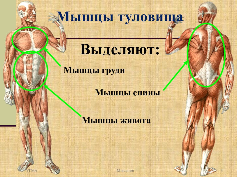 Мышцы туловища. Характеристика мышц туловища. Мышцы общий обзор. Мышцы туловища спины и живота.