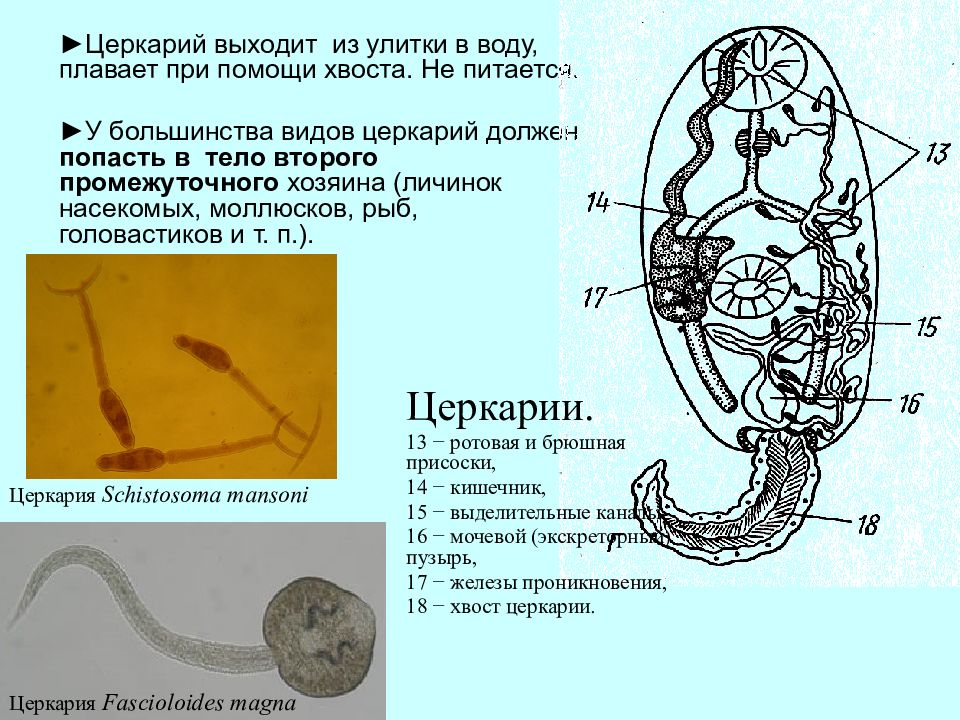 Церкария что это. Церкария трематод. Церкарий сосальщика. Церкарий трематод строение. Личинки червей церкарии.