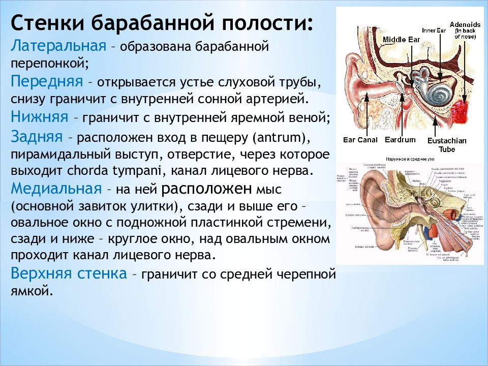 Барабанная стенка. Барабанная полость среднего уха анатомия стенки. Стенки среднего уха анатомия. Барабанная полость среднего уха схема. Строение барабанной полости.