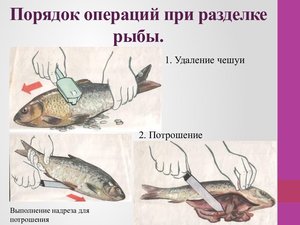 Схема разделки чешуйчатой рыбы. Схема обработки рыбы. Схема обробки риби. Обработка рыбы операции