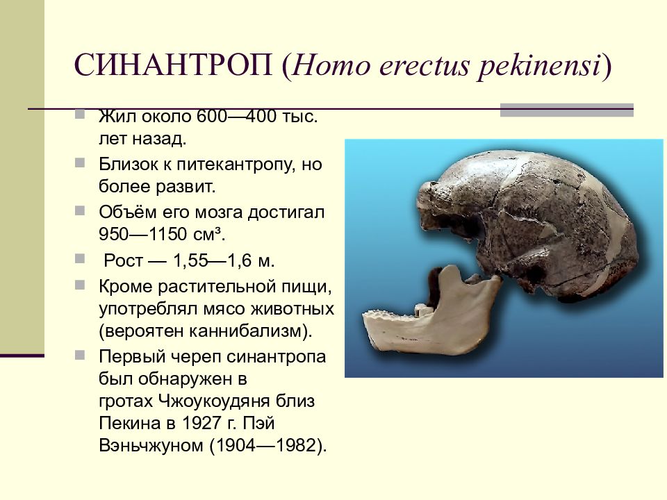 Homo объем мозга. Синантроп характеристика образ жизни. Синантроп объем мозга рост. Синантроп Возраст условия жизни объем мозга. Строение черепа синантропа.