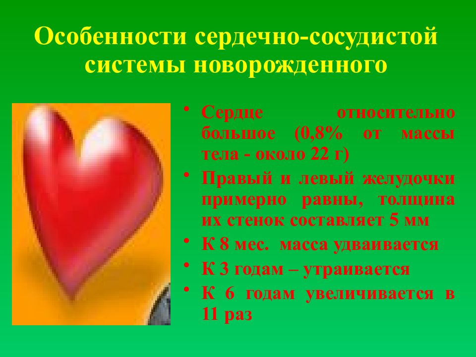 Особенности сердца. Сердечно сосудистая система детей дошкольного возраста. Афо кровеносной системы. Особенности сердечно-сосудистой системы новорожденного. Афо сердечно сосудистой системы у детей.